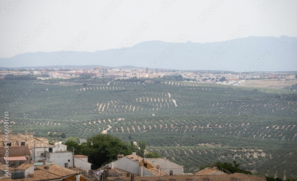 Field of olive trees and green oaks seen from the cathedral and medieval city of Baeza, Jaen, Spain