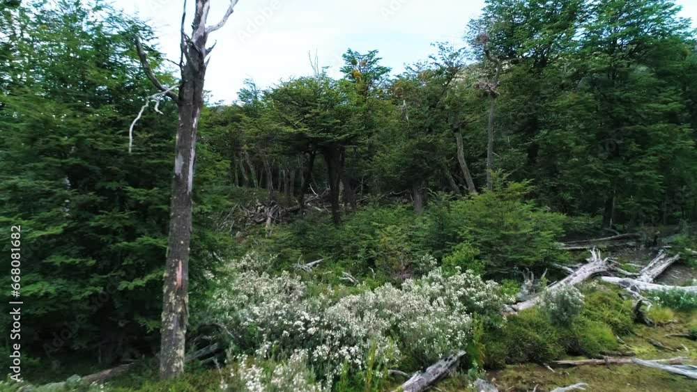 Aerial: Drone Flying Forward Over Flowers Amidst Green Trees Near Mountains Against Sky - Ushuaia, Argentina Aerial: Drone Flying Forward Over Flowers Amidst Green Trees Near Mountains Against Sky - Ushuaia, Argentina