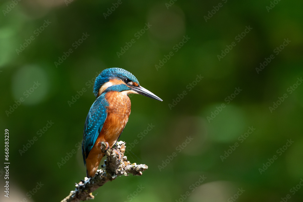 Eisvogel Eisvogel