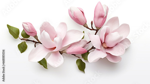 elegant magnolia blooms with velvety petals on a white background for design layouts 