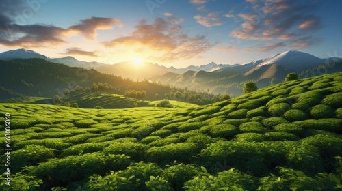 Sunrise at a green tea plantation with a natural backdrop photo