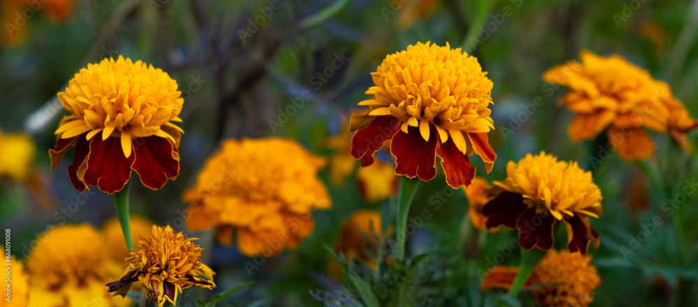 Marigolds are orange and yellow autumn flowers of the Asteraceae family, Tagetes patula. Marigolds are orange and yellow autumn flowers of the Asteraceae family, Tagetes patula.