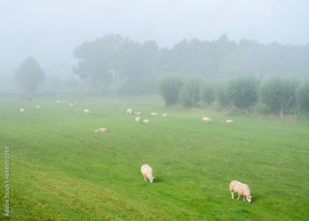 sheep in morning mist near trees and river rhine in the netherlands sheep in morning mist near trees and river rhine in the netherlands