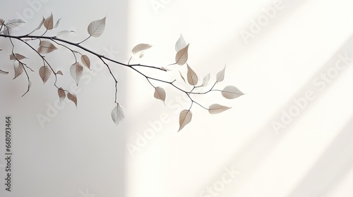 Silhouette of leaf on white...