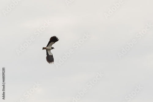 Northern Lapwing flying in the air