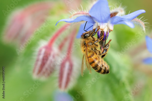Honey bee (apis mellifica) on borage flower (borago officinalis) close up macro image, bee in focus, defocussed background
