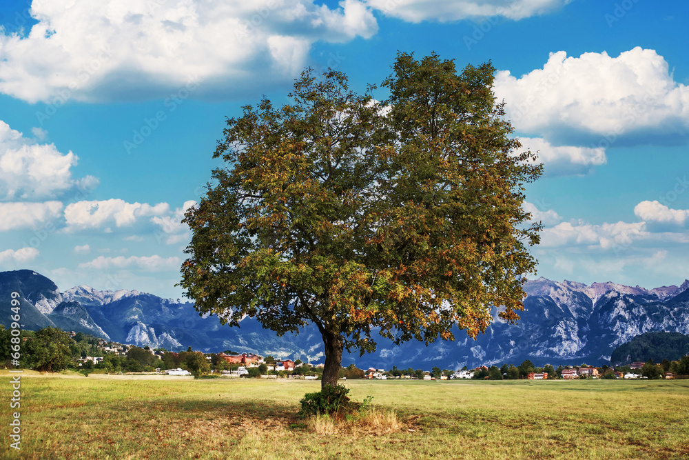 tree on valley meadow with mountains background of Tuscan hills Italy