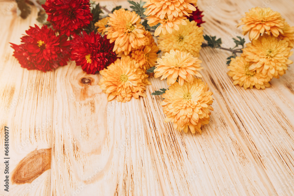 Floral background. Yellow and red chrysanthemums on a light background. A bright bouquet of autumn flowers. Top view Floral background. Yellow and red chrysanthemums on a light background. A bright bouquet of autumn flowers. Top view