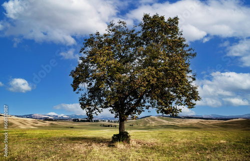 tree on valley meadow with mountains background of Tuscan hills Italy