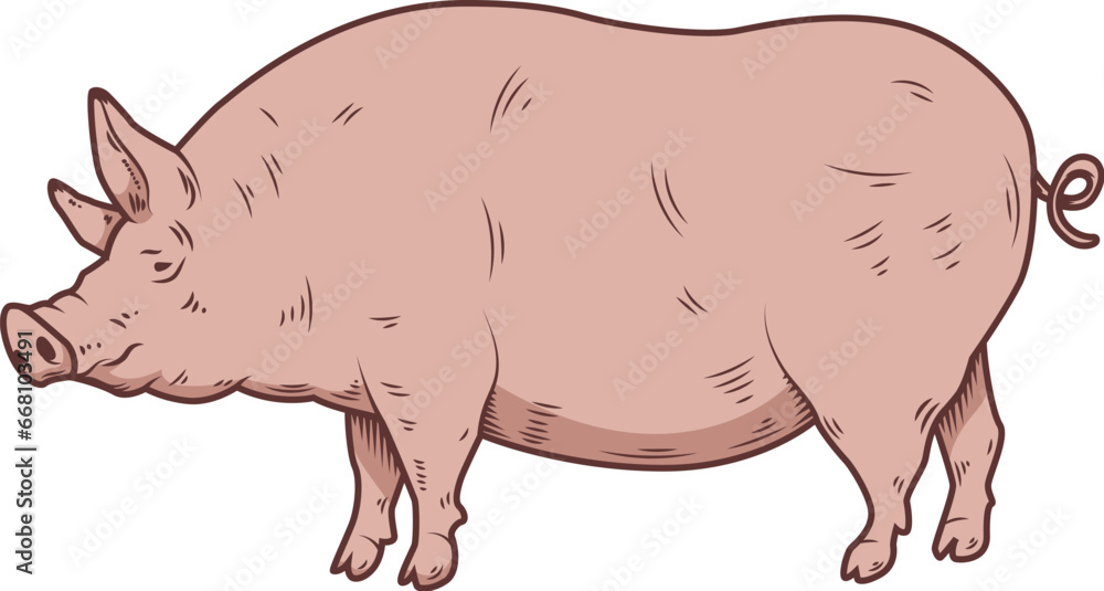 Fototapeta premium Illustration of a large fat pig isolated on white background. Pork meat. Design element for poster, menu ,card.
