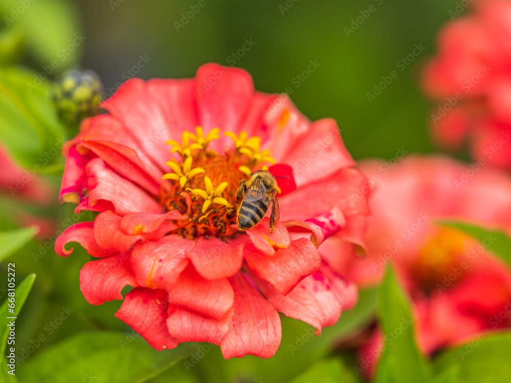 A bee collects nectar from Red marigolds flower in the garden in summer close-up. A bee collects nectar from Red marigolds flower in the garden in summer close-up.