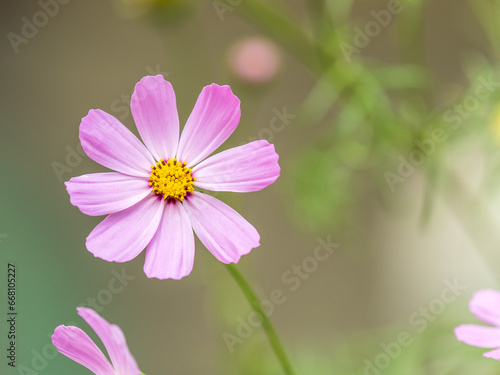 Beautiful purple Cosmos flower on green blured background. Cosmos bipinnatus, commonly called the garden cosmos or Mexican aster. © Dmitrii Potashkin