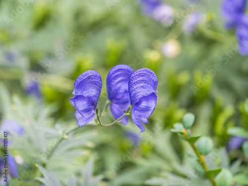 Beautiful autumn flower heard of blue azure of Monk's Hood, a toxic plant used as a poison. Aconitum carmichaelii Arendsii photo