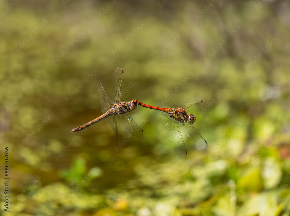 Common Darter Dragonfly Flying and Mating Common Darter Dragonfly Flying and Mating