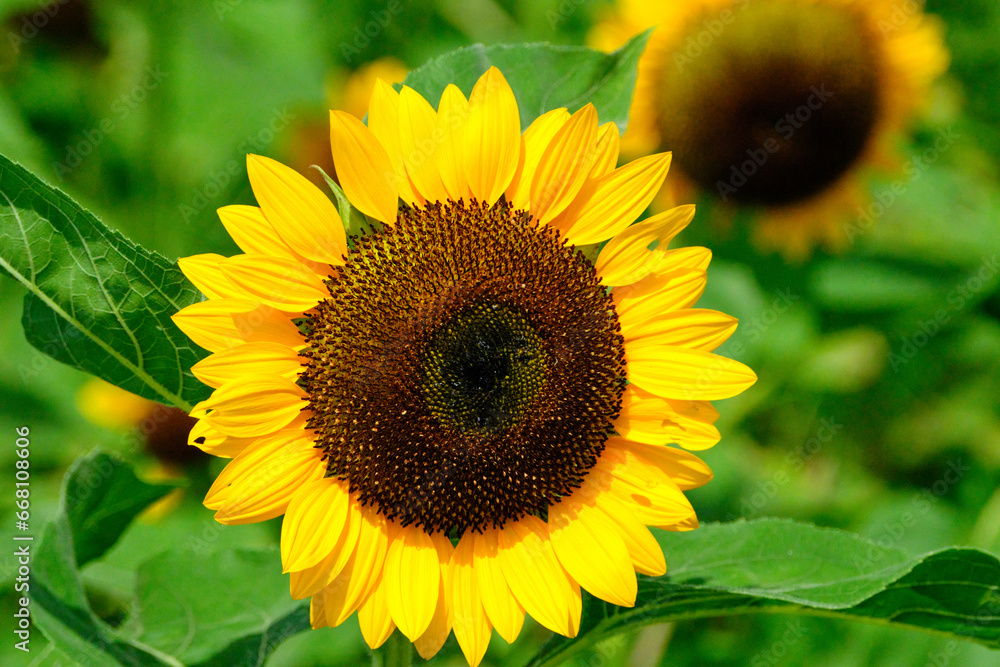 Fototapeta premium 元気な真夏の向日葵