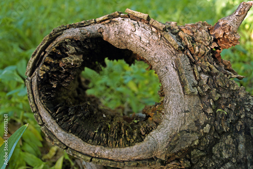 Fotografia macro concettuale con tronco di albero cavo con vista del prato sullo sfondo photo