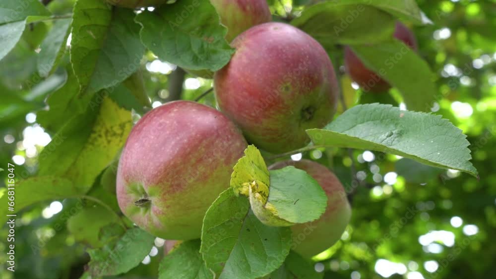 red autumn apples on the tree,apples on the tree, ripening apples in the garden red autumn apples on the tree,apples on the tree, ripening apples in the garden