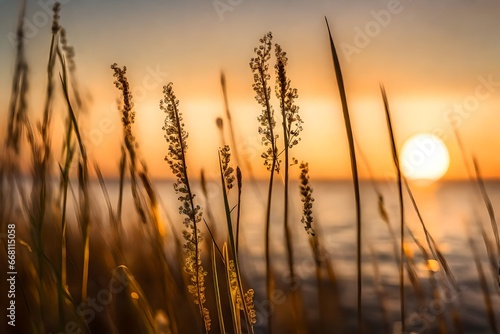 wheat field with sunset background