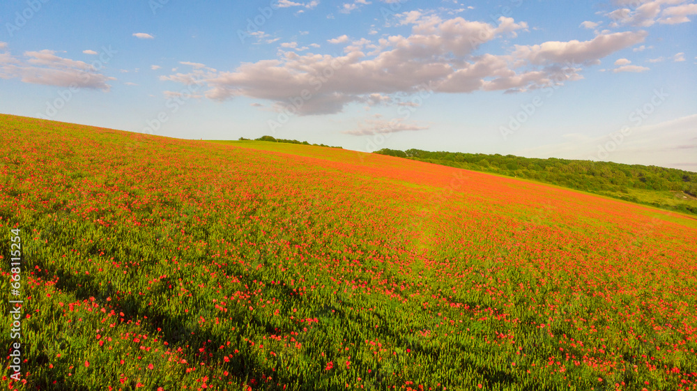 Poppy Field in english countryside
