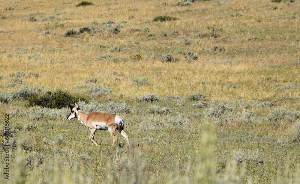 Antelope Wandering The Sage Brush In Colorado Antelope Wandering The Sage Brush In Colorado