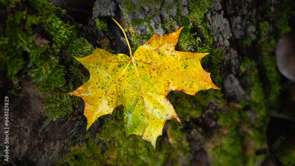 Wet maple leaf. Colorful fallen leaf. Fading leaf close-up. Country style. Rainy weather. Selective focus Wet maple leaf. Colorful fallen leaf. Fading leaf close-up. Country style. Rainy weather. Selective focus