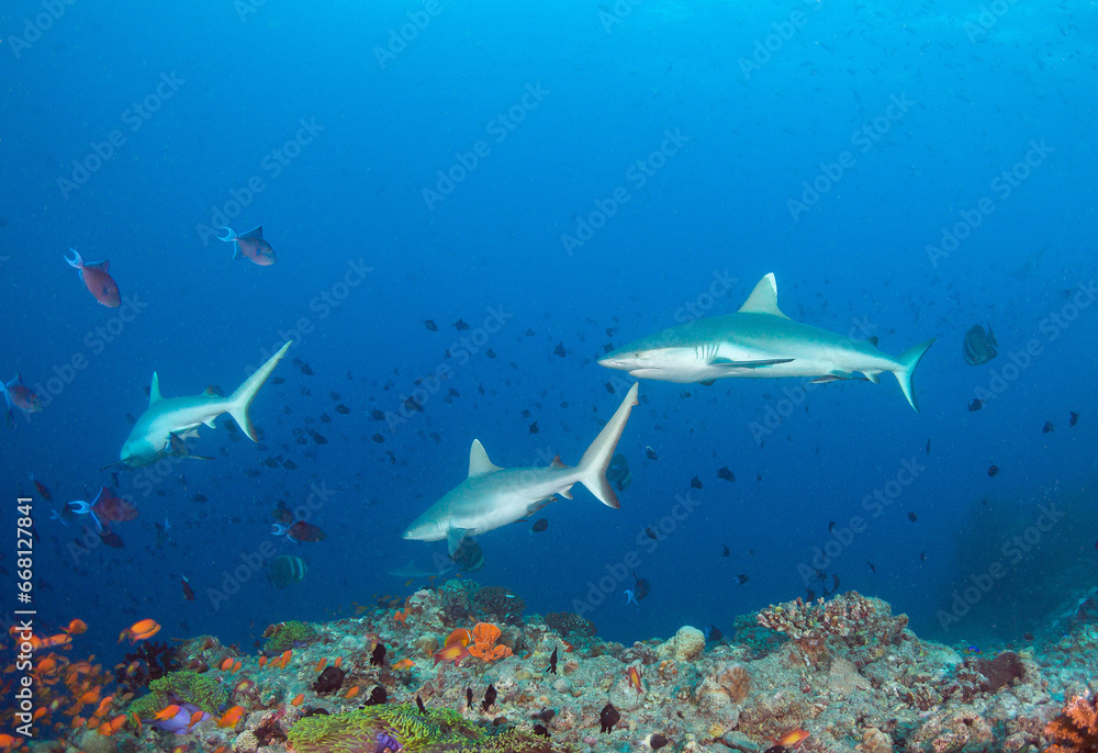 Fototapeta premium Sharks In The Open Sea