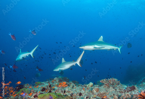 Sharks In The Open Sea © prelevicm