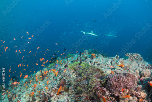 Fototapeta Naklejka Na Ścianę i Meble -  Two Sharks Swimming Next To The Colorful Reef