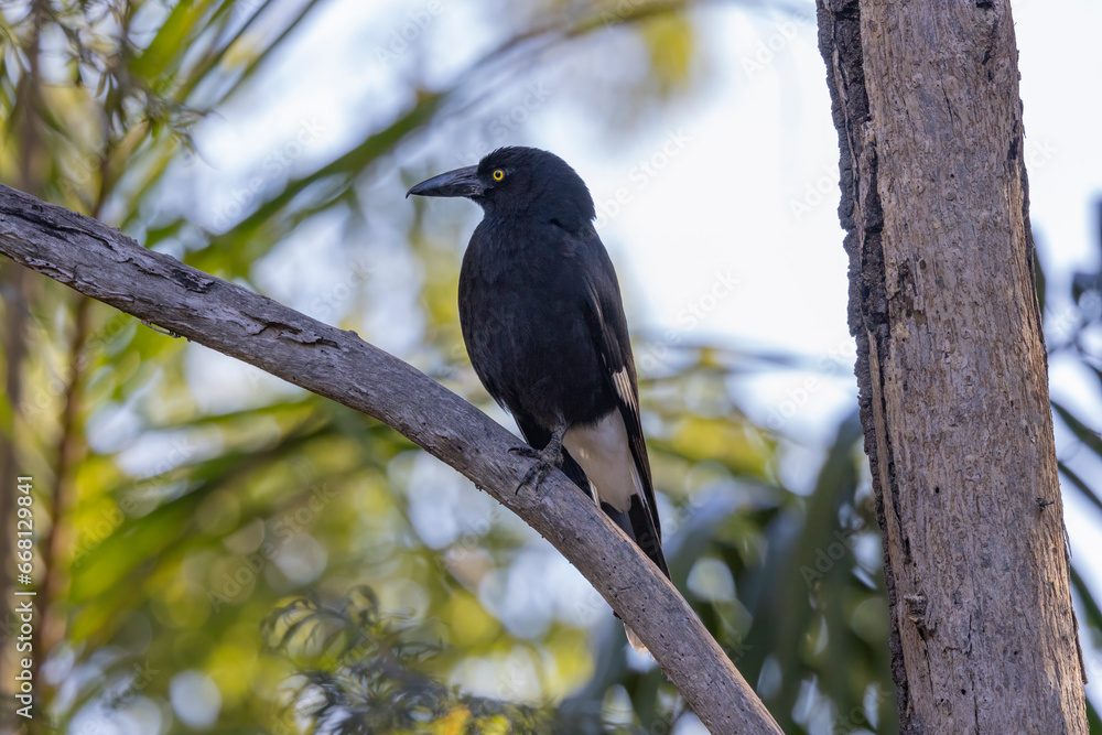 Pied Currawong black bird perched in natural native habitat, New South Wales, Australia Pied Currawong black bird perched in natural native habitat, New South Wales, Australia