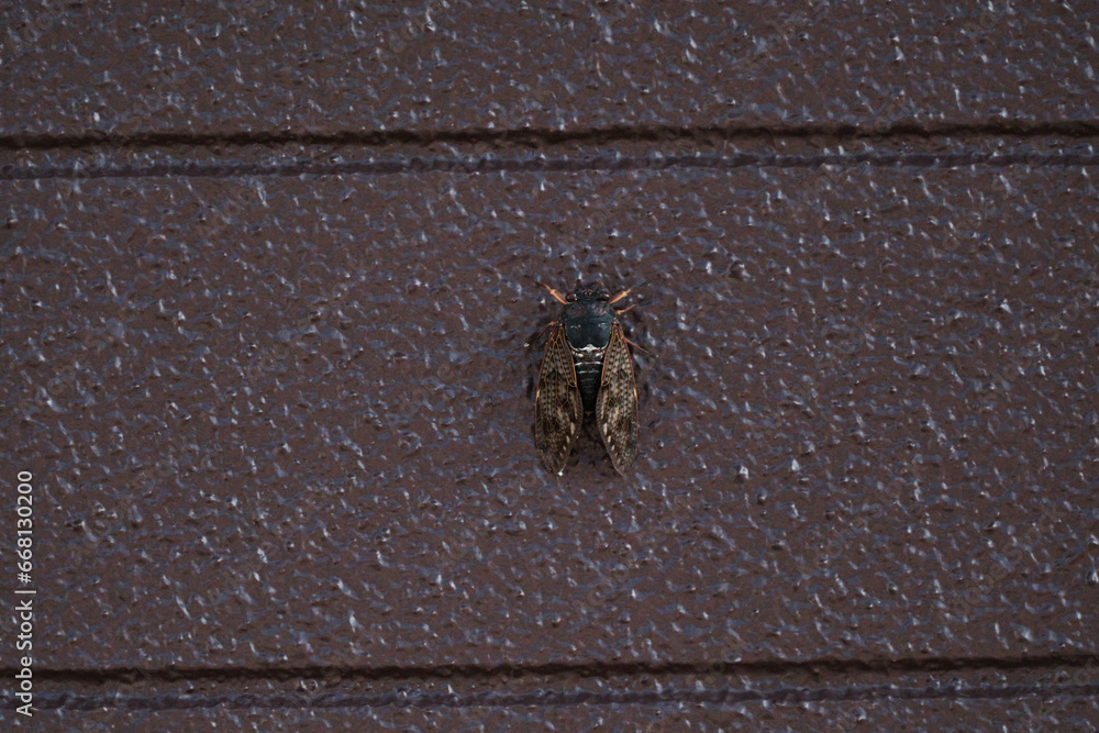Obraz premium 壁で休む夏のセミ