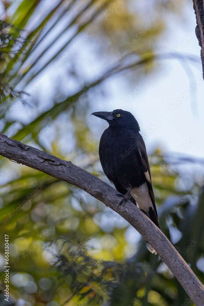 Pied Currawong black bird perched in natural native habitat, New South Wales, Australia Pied Currawong black bird perched in natural native habitat, New South Wales, Australia