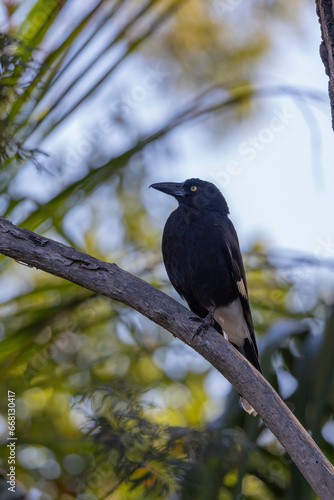 Pied Currawong black bird perched in natural native habitat, New South Wales, Australia
