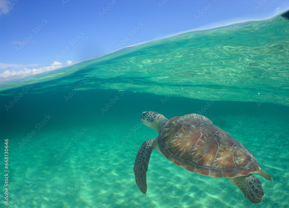 sea turtle swimming in the crystal clear waters sea turtle swimming in the crystal clear waters