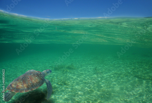 sea       turtle swimming in the crystal clear waters