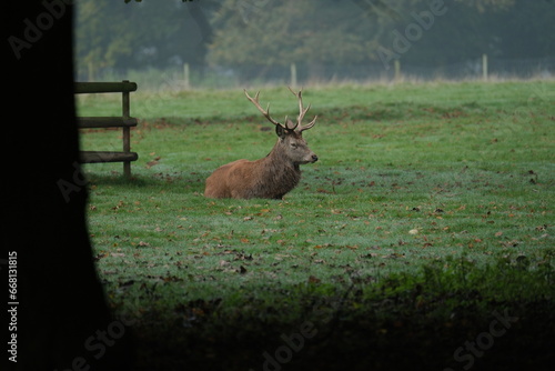 Red Deer located in Tatton Park, Cheshire