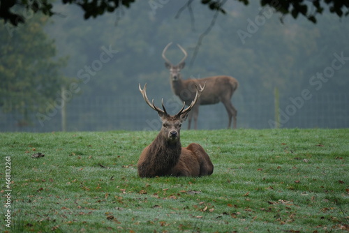 Red Deer located in Tatton Park, Cheshire
