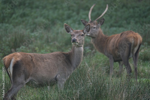 Red Deer located in Tatton Park, Cheshire