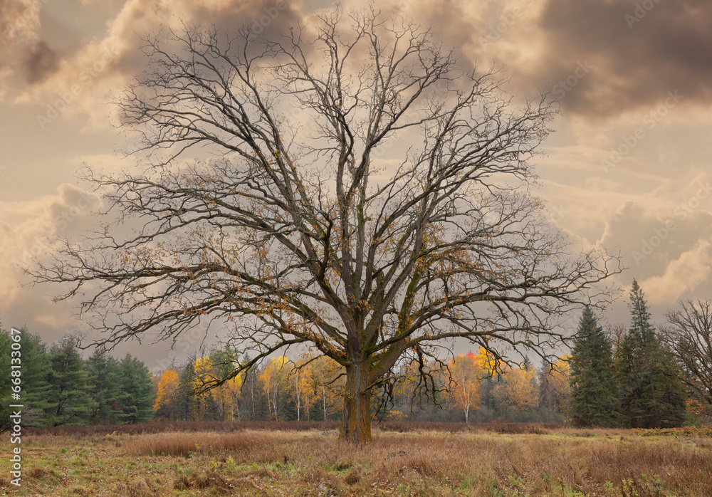A lone bare oak tree with leaves fallen on a cold rainy autumn day