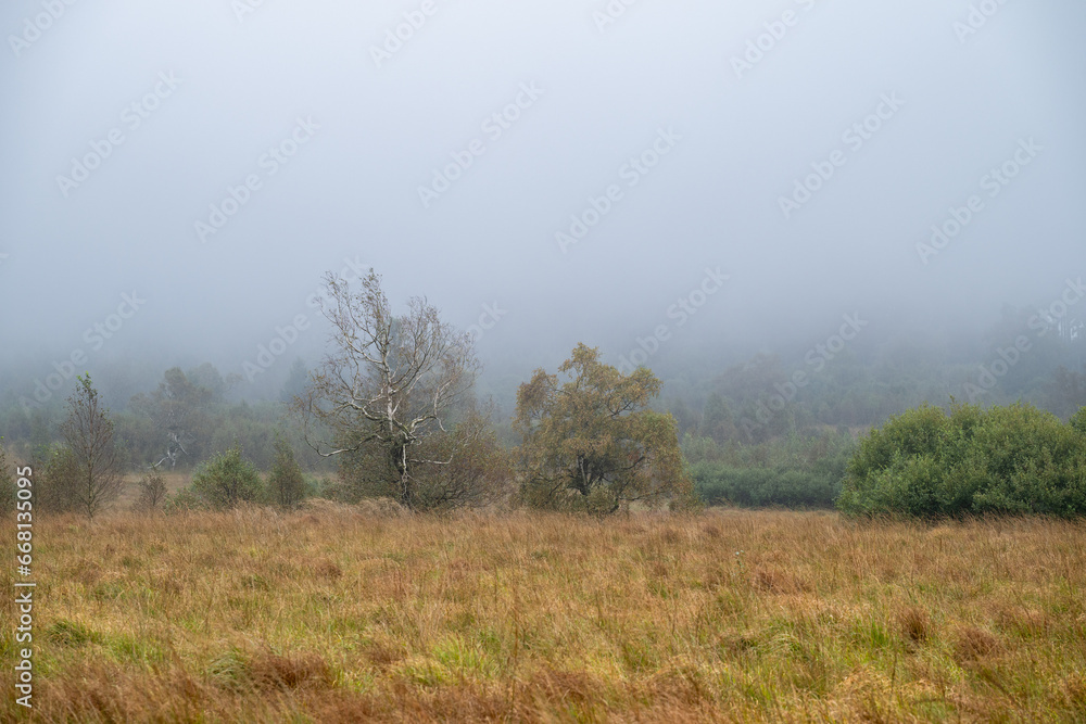 leuchtend gelbe Moorlandschaft im Hohen Venn im Nebel