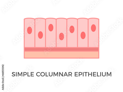 Simple columnar epithelium. Epithelial tissue types. Tall and slender cells with oval-shaped nuclei. Lines most organs of the digestive tract like stomach, intestines. Medical illustration. Vector. photo