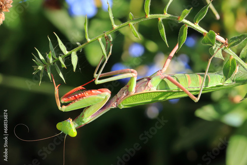 Australian Praying Mantis