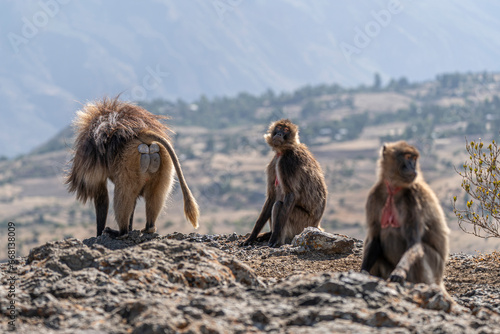 Gelada Baboons of Debre-Libanos-Gorge  Ethiopia