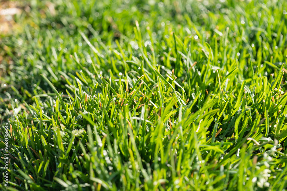 Fototapeta premium 朝の日差しが降り注ぐ芝生の背景素材。