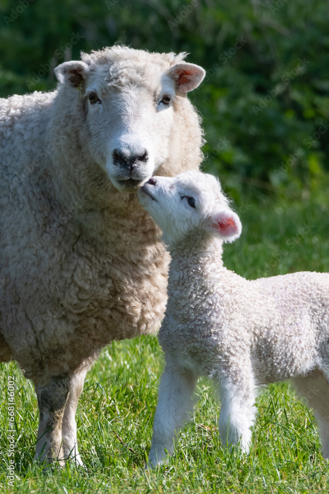 Cute Mother and Baby Lamb 