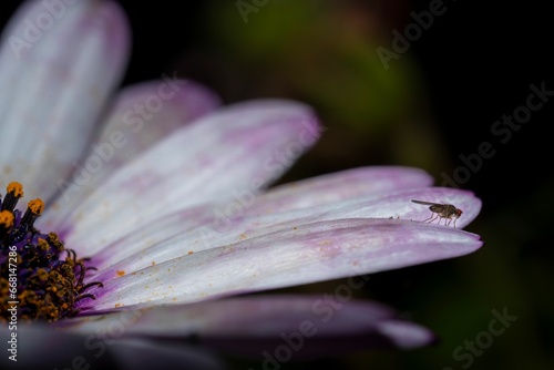 Macro shot of a small hoverfly on a flower with purple white petals