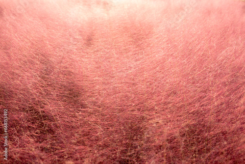 Pink muhly