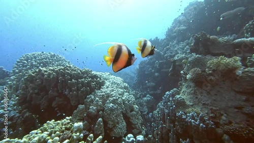Red sea bannerfish pair swimming in stony coral reef close up tracking shot. Two butterflyfish and black and white chromis fish flock underwater photo