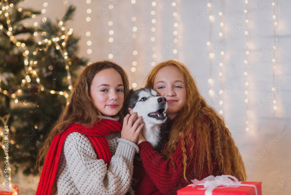 Two teenagers sisters in sweaters and scarfa and a dog husky in red  knitted scarf play in christmas decorations. 