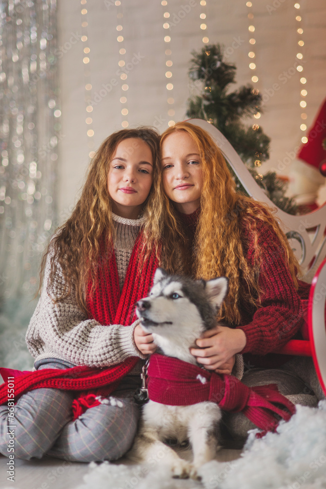 Two teenagers sisters in sweaters and scarfa and a dog husky in red knitted scarf play in christmas decorations. Two teenagers sisters in sweaters and scarfa and a dog husky in red knitted scarf play in christmas decorations.