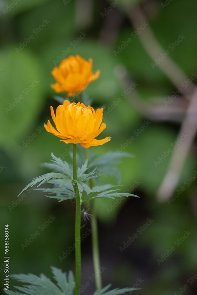 Orange bathing suit flowers in the greenery of the garden for a background with a copy of the space. Vertical frame Orange bathing suit flowers in the greenery of the garden for a background with a copy of the space. Vertical frame